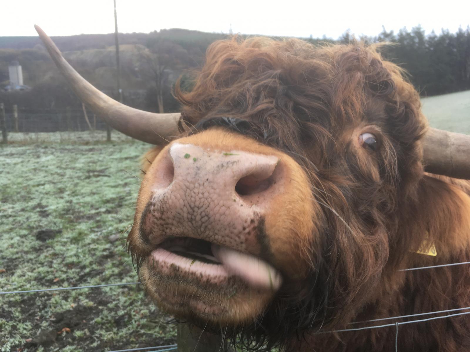 Huntly Falconry Centre Tours Scotland