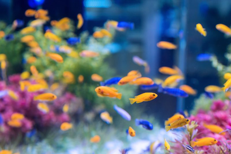 Macduff Aquarium Tours Scotland
